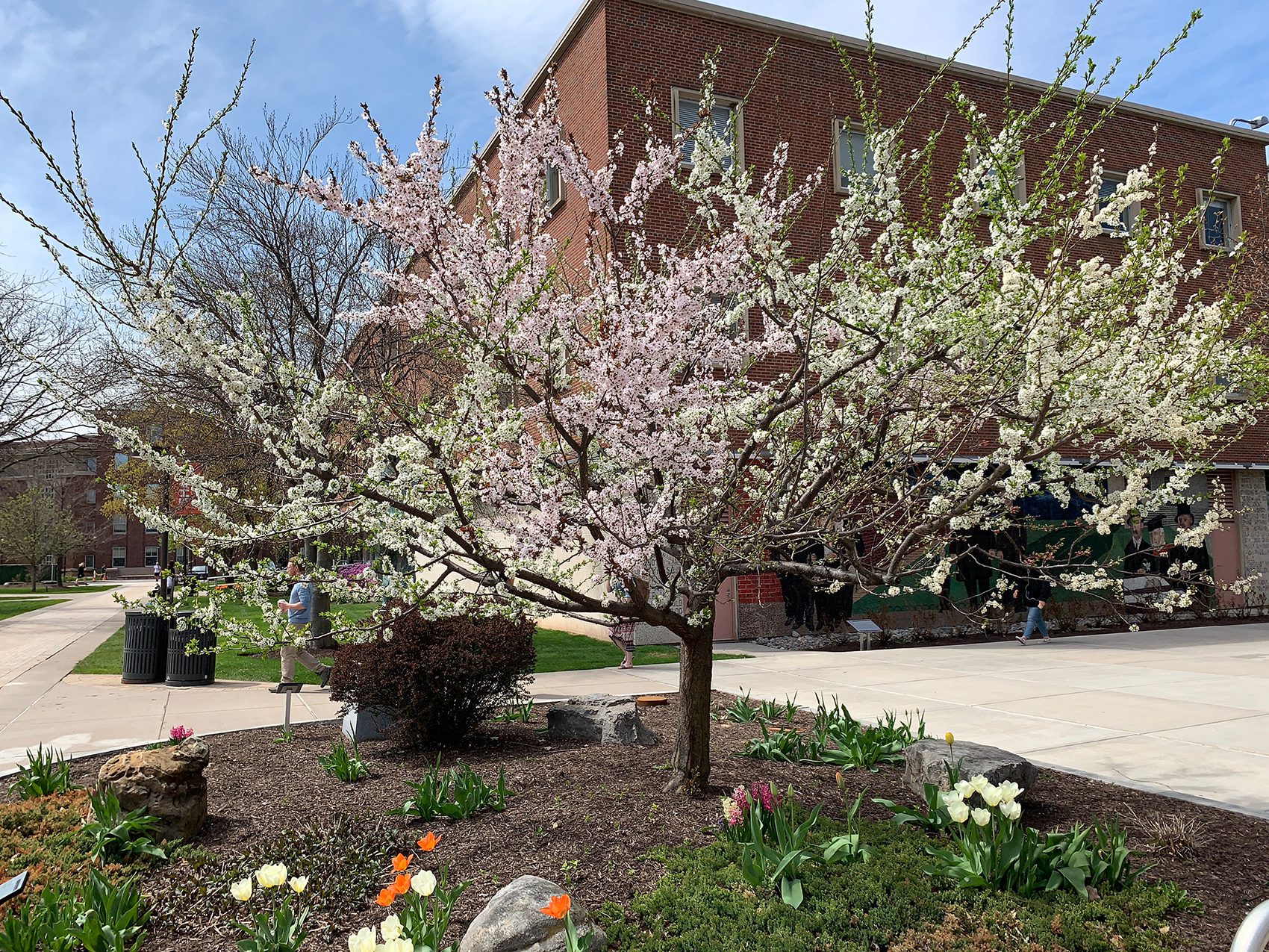 The Tree of 40 fruit — Tree 75 - Syracuse University Syracuse, New York