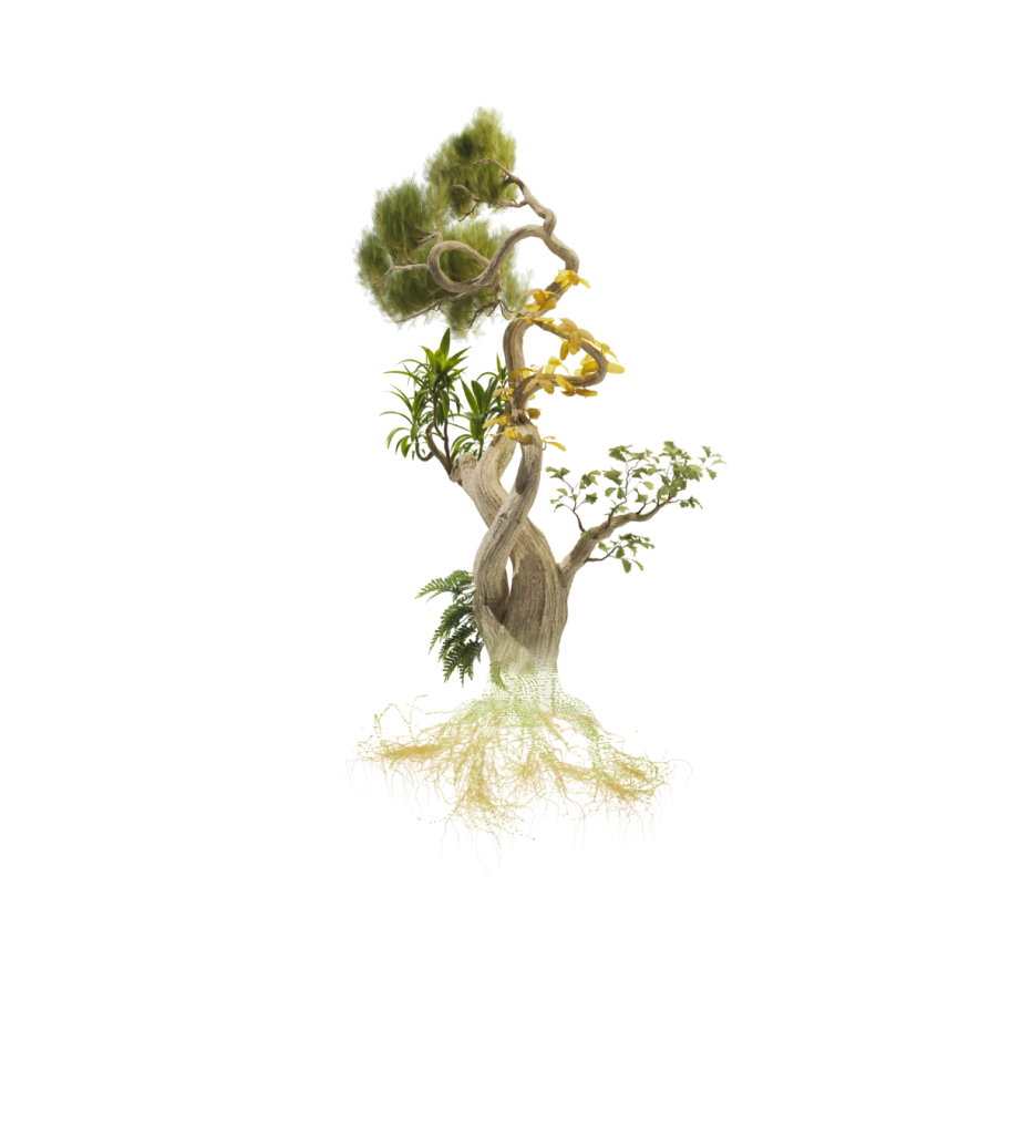 Carbon Banks — NFT